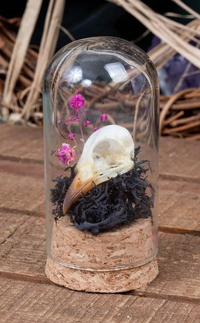 Unique Curiosity Vials | Skulls