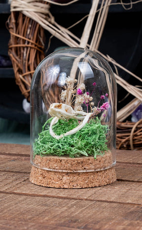 Unique Curiosity Vials | Skulls