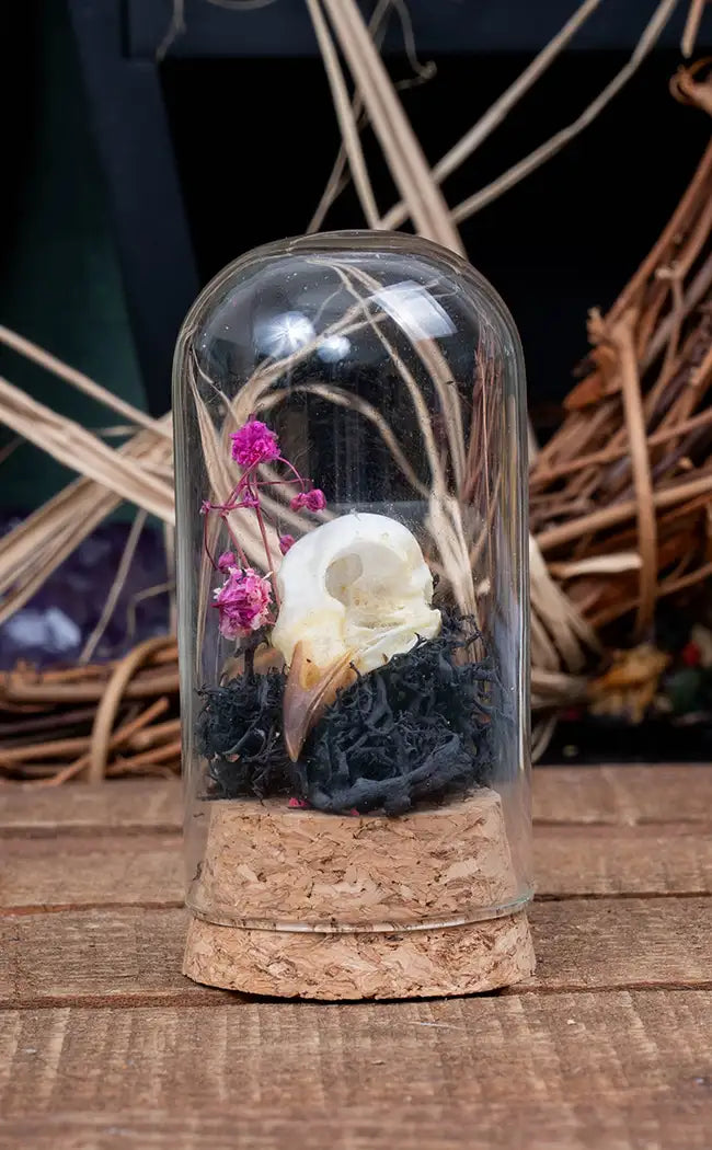Unique Curiosity Vials | Skulls