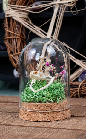 Unique Curiosity Vials | Skulls