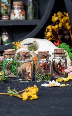 Unique Curiosity Vials | Teeth & Claw