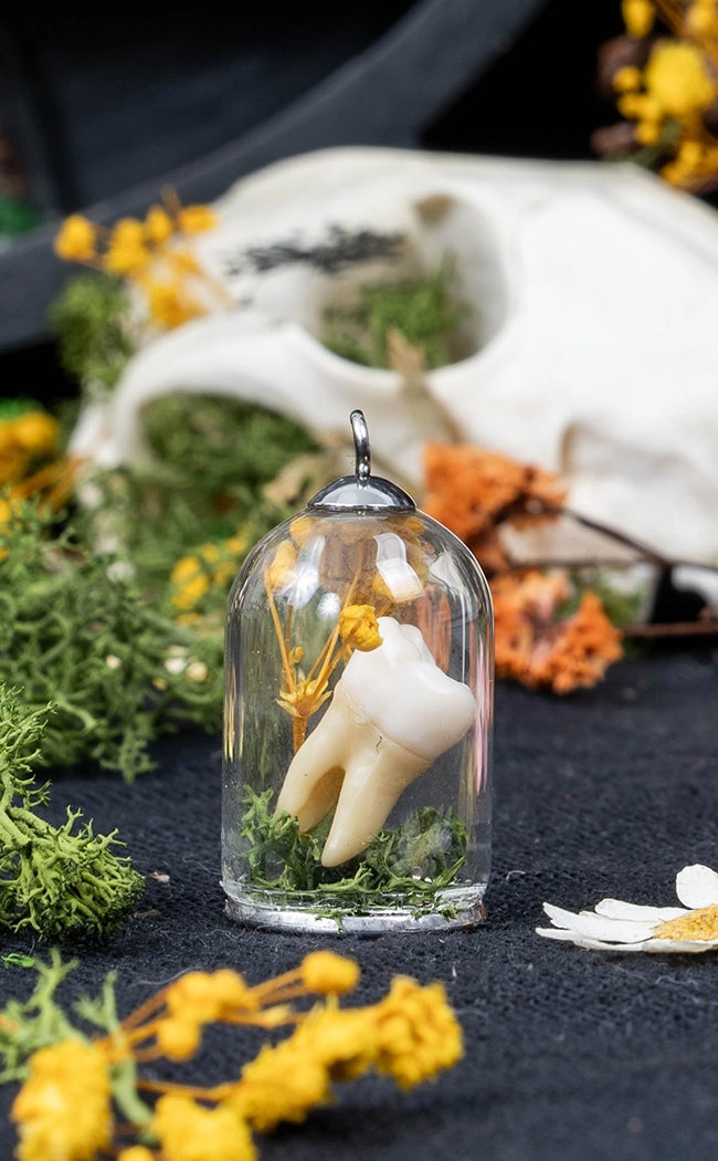 Unique Curiosity Vials | Teeth & Claw