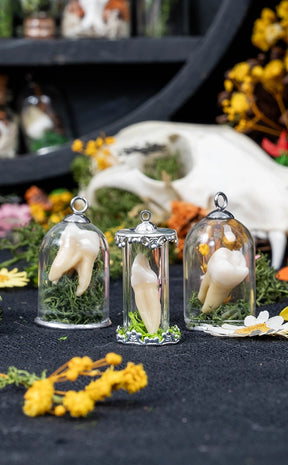 Unique Curiosity Vials | Teeth & Claw