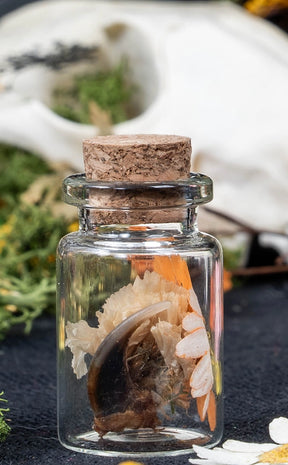 Unique Curiosity Vials | Teeth & Claw