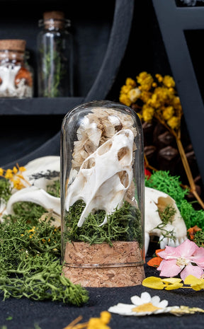 Unique Curiosity Vials | Turtle Skulls