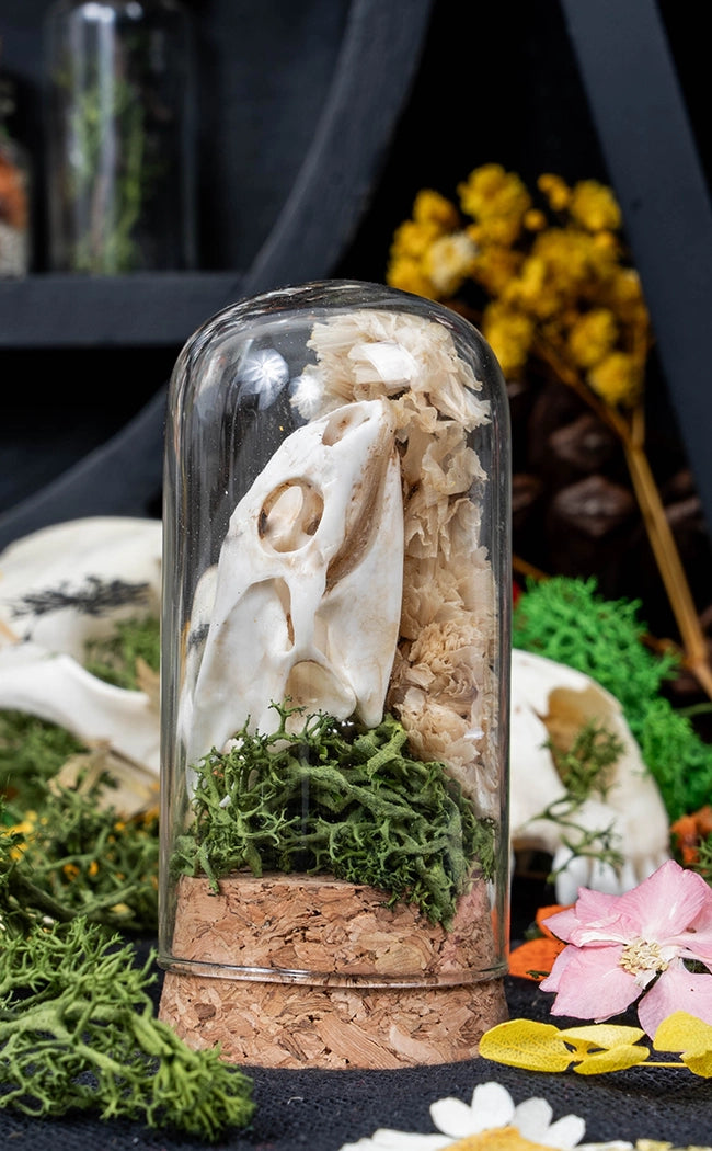 Unique Curiosity Vials | Turtle Skulls