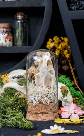 Unique Curiosity Vials | Turtle Skulls