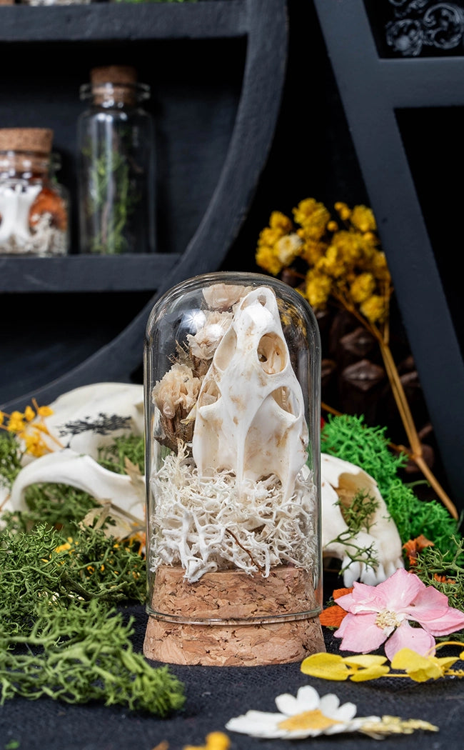 Unique Curiosity Vials | Turtle Skulls