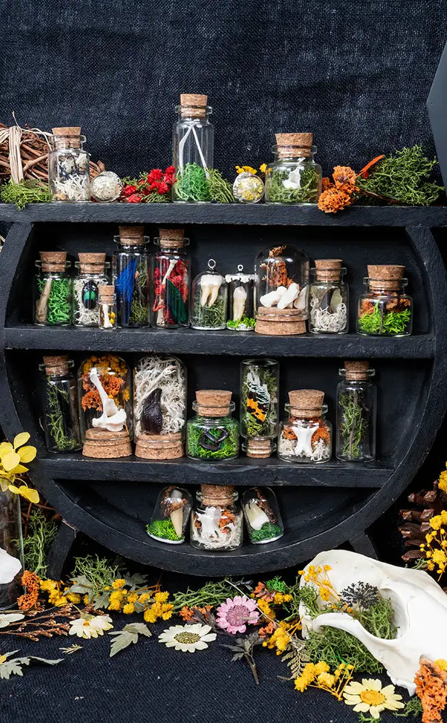 Unique Curiosity Vials | Turtle Skulls