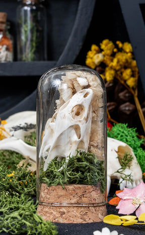 Unique Curiosity Vials | Turtle Skulls