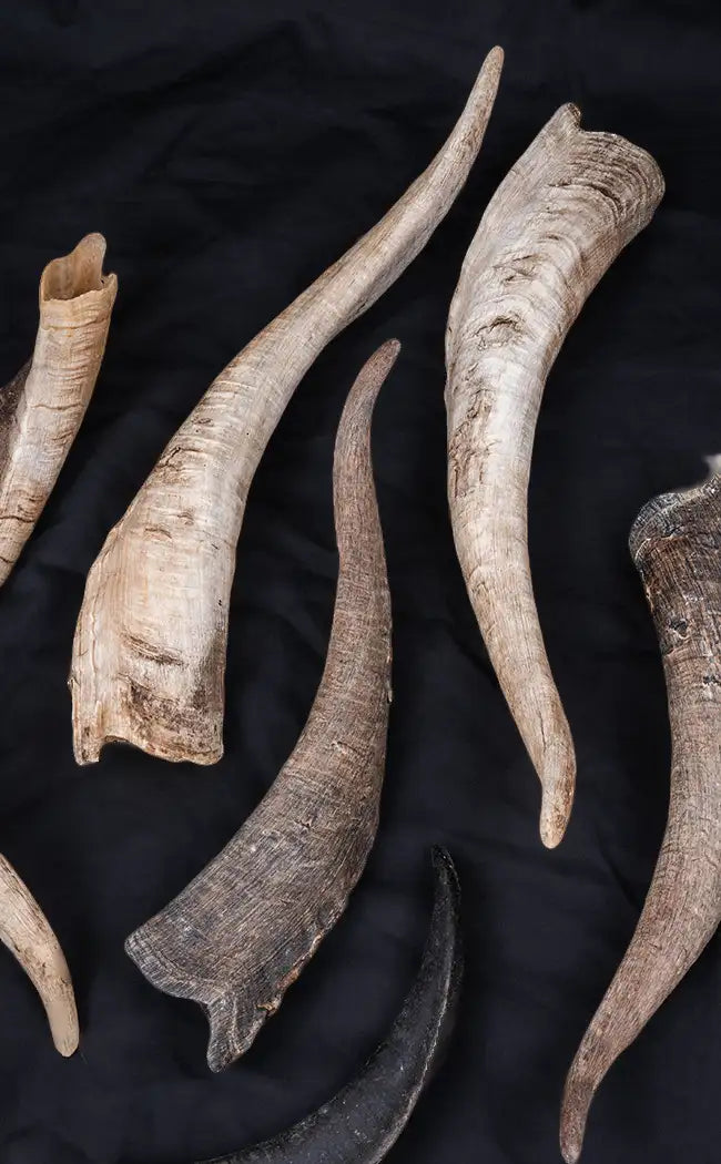 Various Goat Horns
