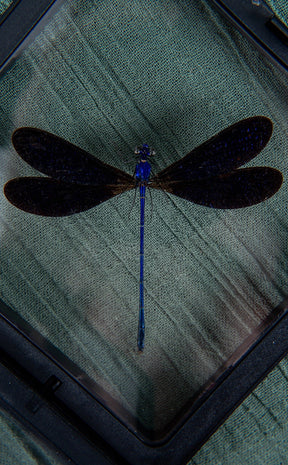 Velvety Blue Dragonfly in Display Case | Vestalis luctuosa