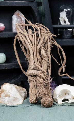 Whole Master Root | Rulers Root | Witchcraft Herbs