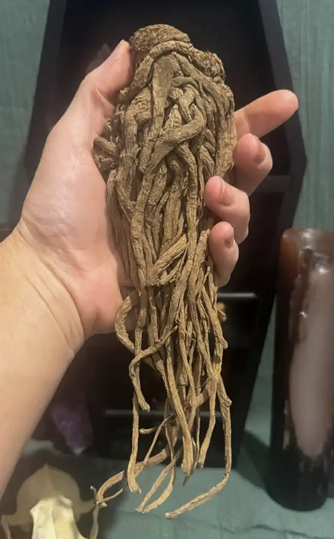 Herb Ruler Whole Master Root | Rulers Root | Witchcraft Herbs