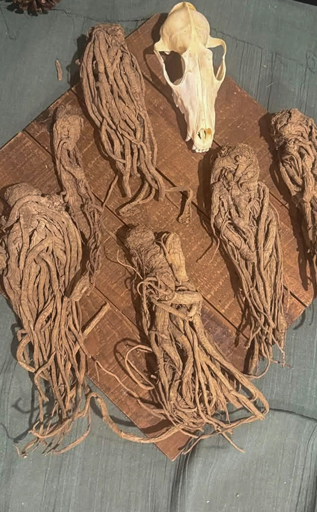 Whole Master Root | Rulers Root | Witchcraft Herbs