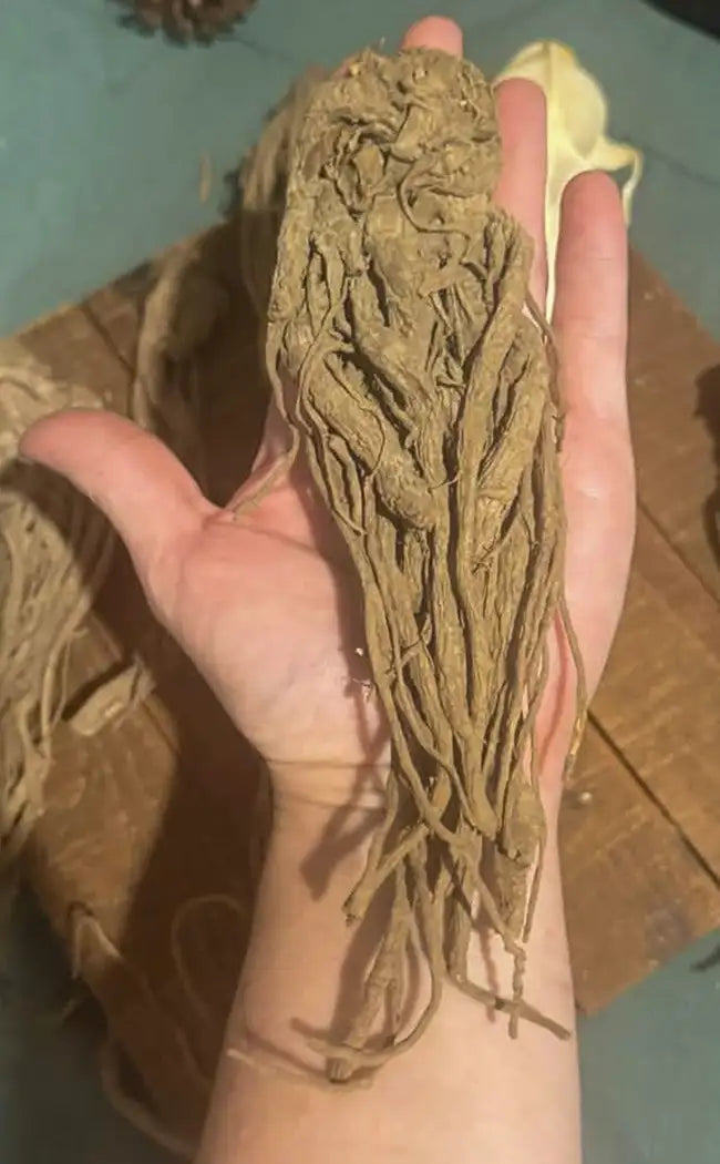 Herb Ruler Whole Master Root | Rulers Root | Witchcraft Herbs