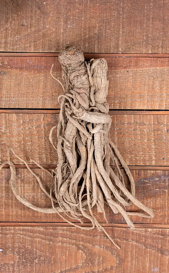 Root Ruler Whole Master Root | Rulers Root | Witchcraft Herbs