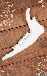 Wild Goat Mandible Lower Jaw Bone