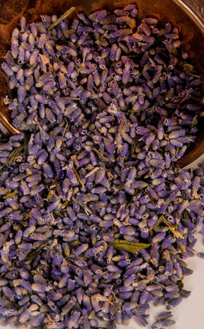 Lavender | Herbal Alchemy-Aether-Tragic Beautiful
