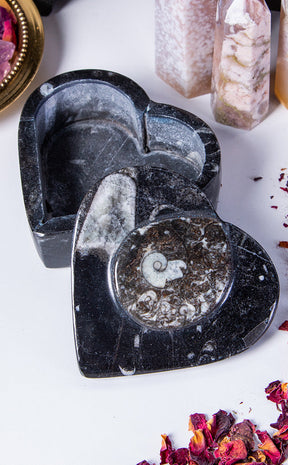 Orthoceras Ammonite Fossil Heart Box | Black-Crystals-Tragic Beautiful