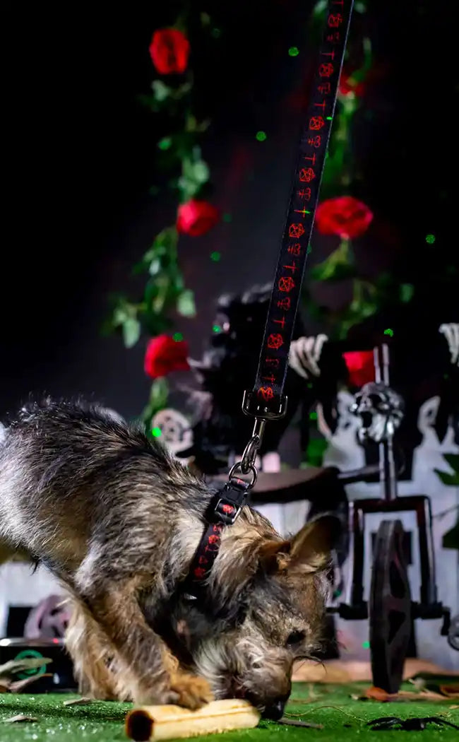 Witches Familiar Pet Leash-Furr King-Tragic Beautiful